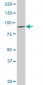 DNAJC10 Antibody (monoclonal) (M02)